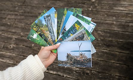 A hand holds a fray of various blank notecards, featuring nature photography.